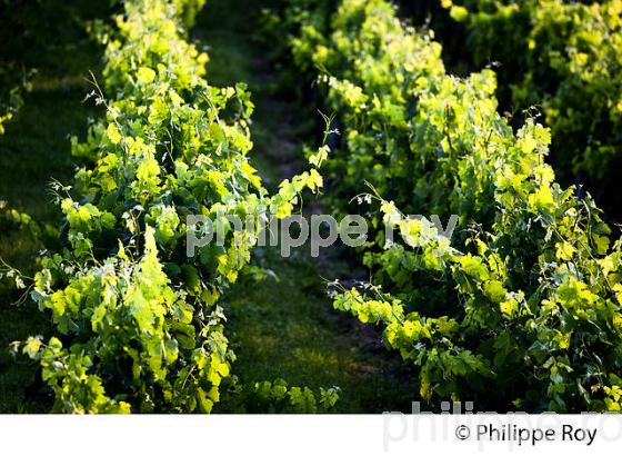 VIGNOBLE DE FRONSAC, GIRONDE (33V34308.jpg)
