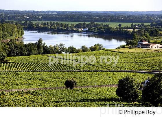 VIGNOBLE DE FRONSAC ET LA DORDOGNE (33V34311.jpg)