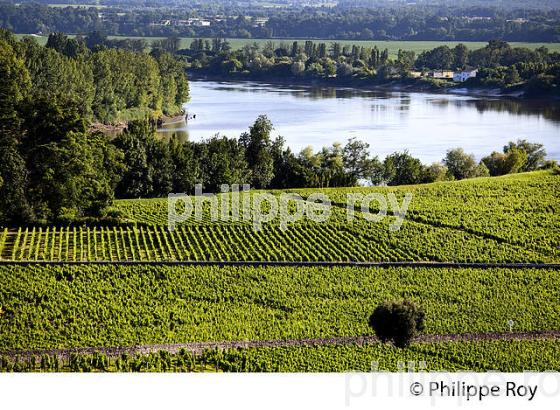 VIGNOBLE DE FRONSAC ET LA DORDOGNE, GIRONDE (33V34312.jpg)