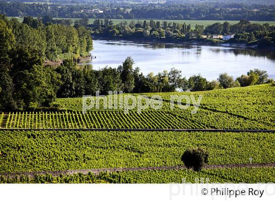 VIGNOBLE DE FRONSAC ET LA DORDOGNE, GIRONDE (33V34312.jpg)