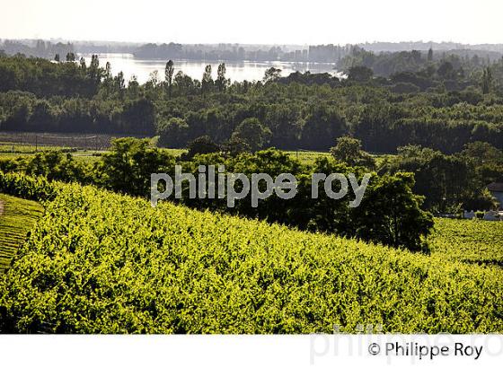 VIGNOBLE DE FRONSAC ET LA DORDOGNE, GIRONDE (33V34315.jpg)