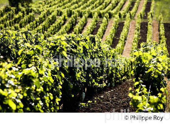 VIGNOBLE DE FRONSAC, GIRONDE (33V34317.jpg)