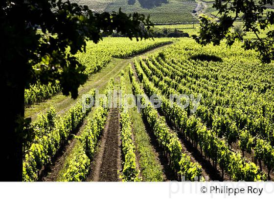 VIGNOBLE DE FRONSAC, GIRONDE (33V34318.jpg)