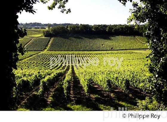 VIGNOBLE DE FRONSAC, GIRONDE (33V34319.jpg)