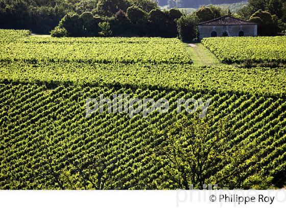 VIGNOBLE DE FRONSAC, GIRONDE (33V34320.jpg)