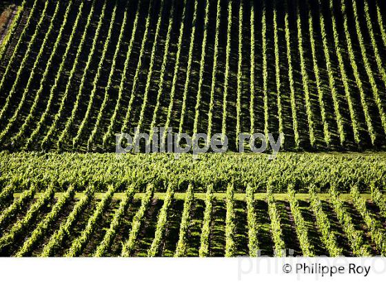 VIGNOBLE DE FRONSAC, GIRONDE (33V34322.jpg)