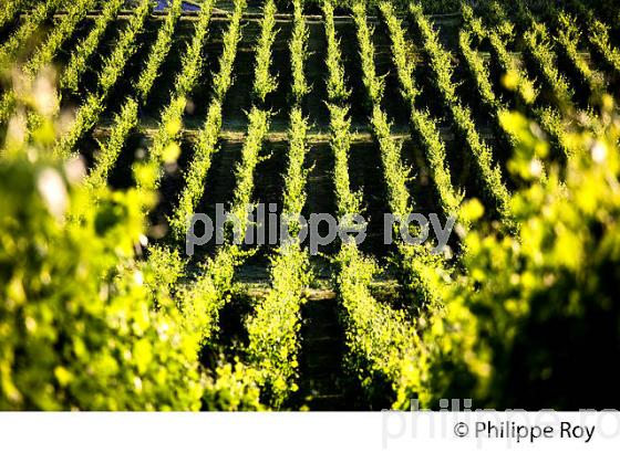 VIGNOBLE DE FRONSAC, GIRONDE (33V34324.jpg)