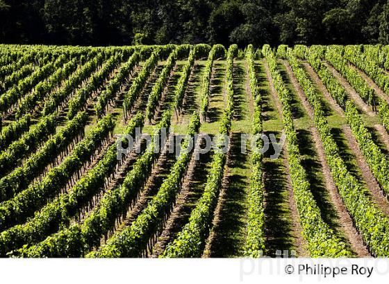 VIGNOBLE DE FRONSAC, GIRONDE (33V34325.jpg)