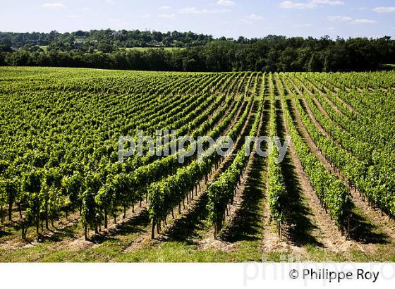 VIGNOBLE DE FRONSAC, GIRONDE (33V34326.jpg)