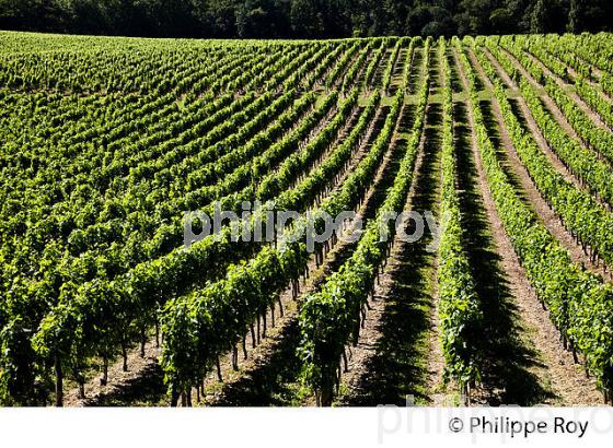 VIGNOBLE DE FRONSAC, GIRONDE (33V34327.jpg)