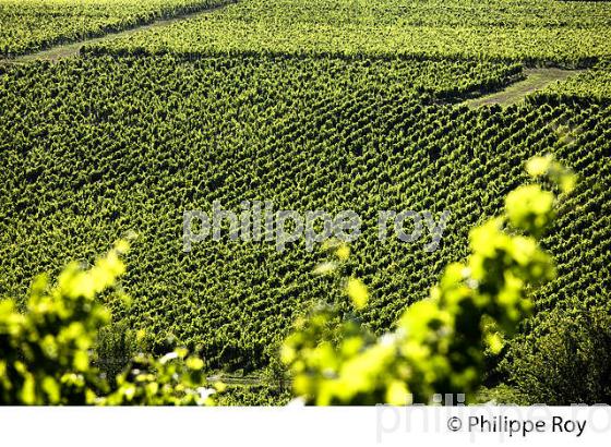 VIGNOBLE DE FRONSAC, GIRONDE (33V34328.jpg)