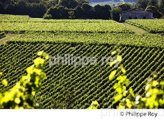 VIGNOBLE DE FRONSAC, GIRONDE (33V34329.jpg)