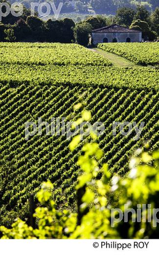 VIGNOBLE DE FRONSAC, GIRONDE (33V34330.jpg)