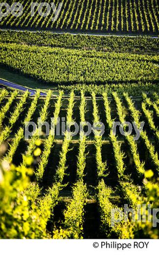 VIGNOBLE DE FRONSAC, GIRONDE (33V34332.jpg)