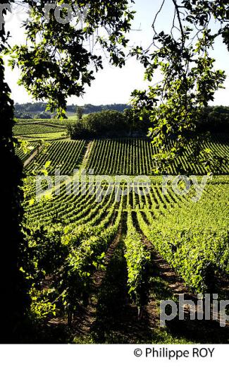 VIGNOBLE DE FRONSAC, GIRONDE (33V34333.jpg)