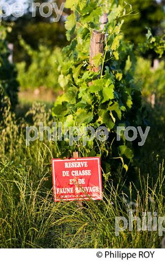 VIGNOBLE DE FRONSAC, GIRONDE (33V34511.jpg)