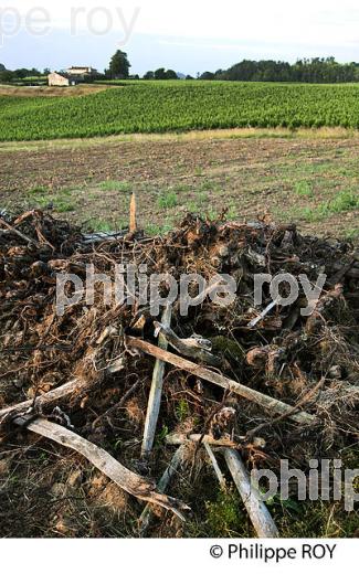 ARRACHAGE DE VIGNE, VIGNOBLE DE BORDEAUX (33V34513.jpg)