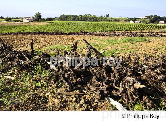 ARRACHAGE DE VIGNE, VIGNOBLE DE BORDEAUX (33V34515.jpg)