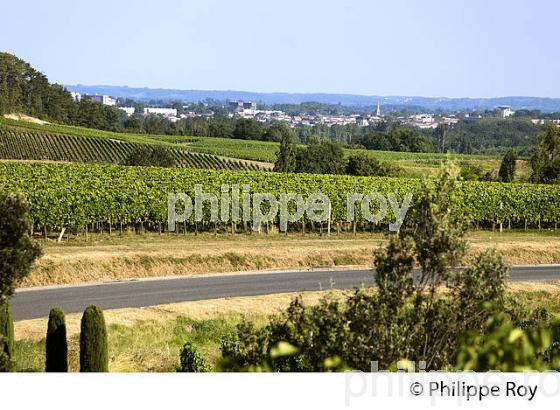 VIGNOBLE DE FRONSAC, GIRONDE (33V34517.jpg)