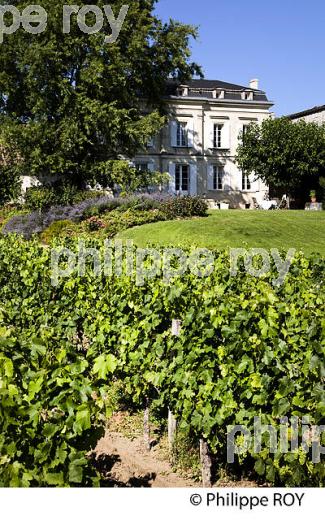 CHATEAU TESSENDEY, VIN DE FRONSAC, GIRONDE (33V34709.jpg)