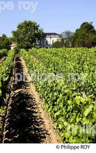 CHATEAU TESSENDEY, VIN DE FRONSAC, GIRONDE (33V34710.jpg)