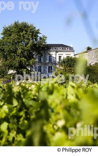 CHATEAU TESSENDEY, VIN DE FRONSAC, GIRONDE (33V34711.jpg)