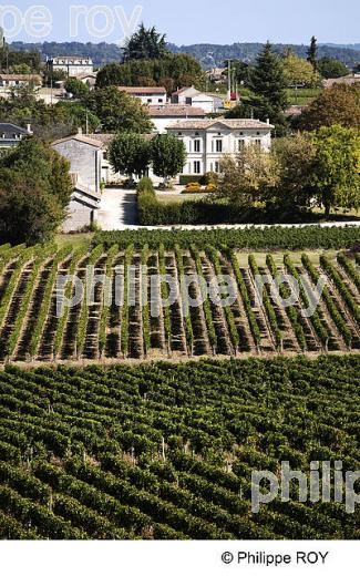 CHATEAU CLOS DU ROY, VIN DE FRONSAC, GIRONDE (33V35018.jpg)
