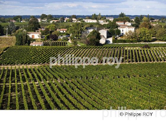 VILLAGE DE SAILLANS ET VIGNOBLE DE FRONSAC, GIRONDE (33V35021.jpg)