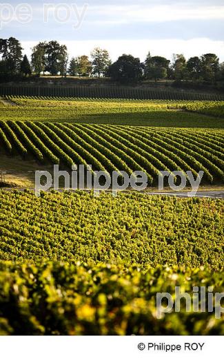 VIGNOBLE DE BORDEAUX SUPERIEUR, GIRONDE (33V35030.jpg)