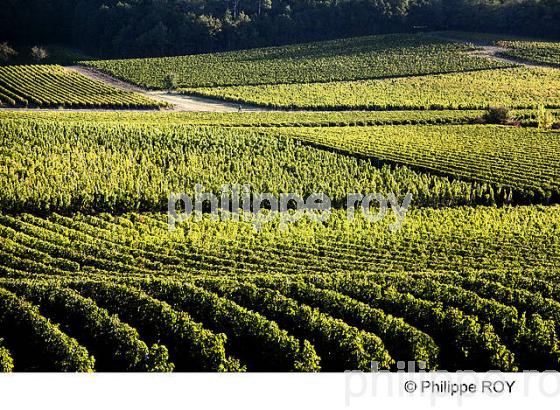 VIGNOBLE DE BORDEAUX SUPERIEUR, GIRONDE (33V35034.jpg)