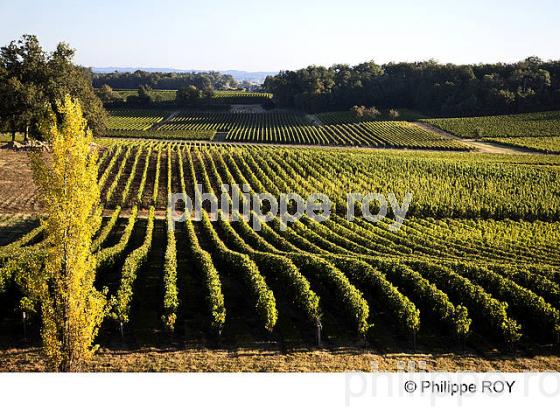 VIGNOBLE DE BORDEAUX SUPERIEUR, GIRONDE (33V35039.jpg)