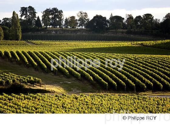 VIGNOBLE DE BORDEAUX SUPERIEUR, GIRONDE (33V35102.jpg)