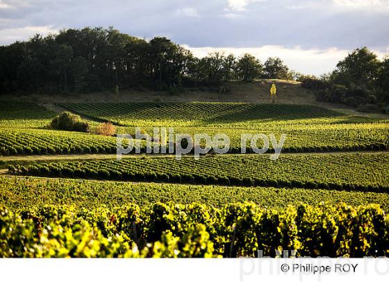VIGNOBLE DE BORDEAUX SUPERIEUR, GIRONDE (33V35104.jpg)