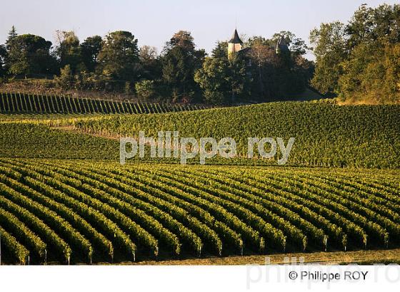 VIGNOBLE DE BORDEAUX SUPERIEUR, GIRONDE (33V35117.jpg)