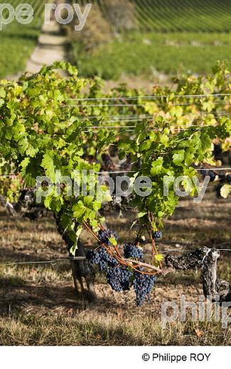 VIGNOBLE DE BORDEAUX SUPERIEUR, GIRONDE (33V35120.jpg)