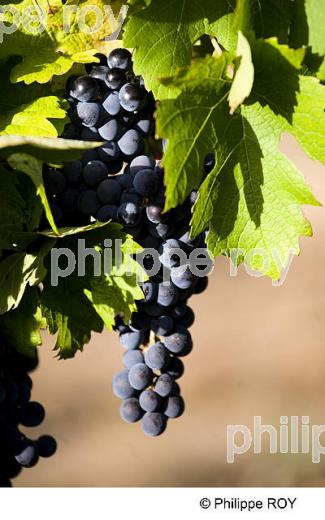 RAISIN ROUGE, CEPAGE MERLOT, VIGNOBLE BORDELAIS (33V35121.jpg)