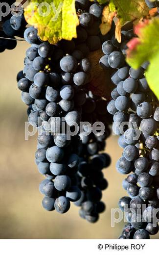 RAISIN ROUGE, CEPAGE MERLOT, VIGNOBLE BORDELAIS (33V35122.jpg)