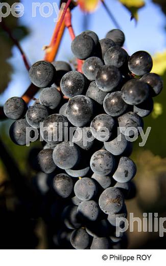 RAISIN ROUGE, CEPAGE MERLOT, VIGNOBLE BORDELAIS (33V35125.jpg)