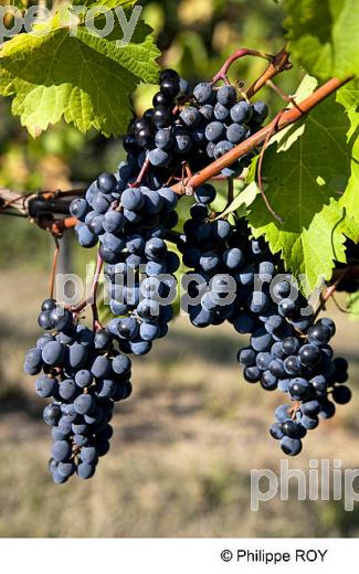 RAISIN ROUGE, CEPAGE MERLOT, VIGNOBLE BORDELAIS (33V35126.jpg)