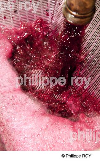 REMONTAGE DES MOUTS, VINIFICATION DE RAISIN ROUGE, VINS DE BORDEAUX (33V35201.jpg)