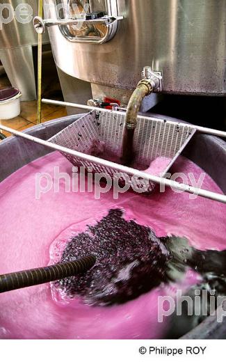 REMONTAGE DES MOUTS, VINIFICATION DE RAISIN ROUGE, VINS DE BORDEAUX (33V35202.jpg)