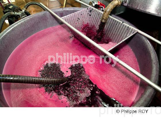 REMONTAGE DES MOUTS, VINIFICATION DE RAISIN ROUGE, VINS DE BORDEAUX (33V35203.jpg)