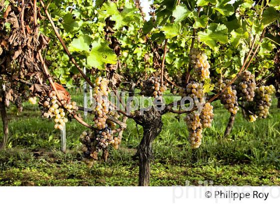 PASSERILLAGE SUR SOUCHE, RAISIN BLANC, VIGNOBLE DE BORDEAUX (33V35204.jpg)