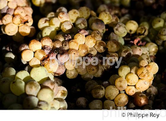 PASSERILLAGE SUR SOUCHE, RAISIN BLANC, VIGNOBLE DE BORDEAUX (33V35207.jpg)