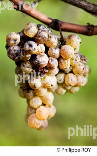 PASSERILLAGE SUR SOUCHE, RAISIN BLANC, VIGNOBLE DE BORDEAUX (33V35211.jpg)