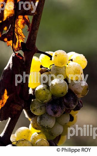 PASSERILLAGE SUR SOUCHE, RAISIN BLANC, VIGNOBLE DE BORDEAUX (33V35212.jpg)