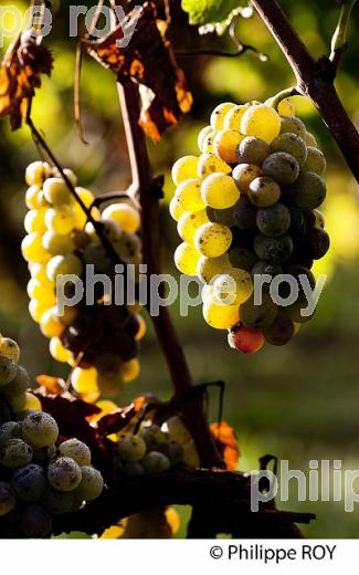 PASSERILLAGE SUR SOUCHE, RAISIN BLANC, VIGNOBLE DE BORDEAUX (33V35214.jpg)