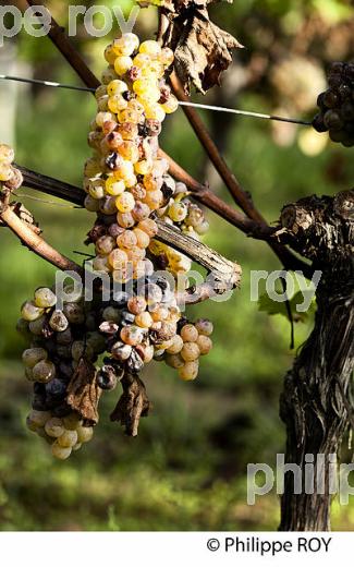PASSERILLAGE SUR SOUCHE, RAISIN BLANC, VIGNOBLE DE BORDEAUX (33V35215.jpg)