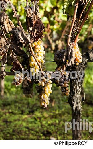 PASSERILLAGE SUR SOUCHE, RAISIN BLANC, VIGNOBLE DE BORDEAUX (33V35216.jpg)