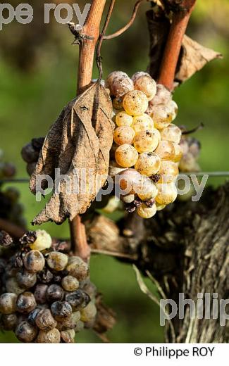PASSERILLAGE SUR SOUCHE, RAISIN BLANC, VIGNOBLE DE BORDEAUX (33V35217.jpg)